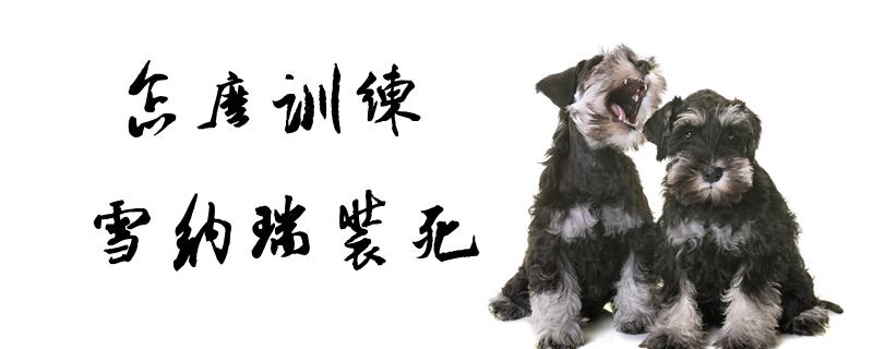 训练贵宾装死