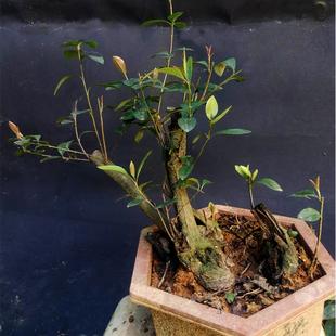 下山老桩的栽培方法