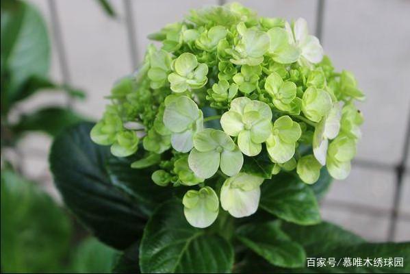 木本绣球移栽注意事项