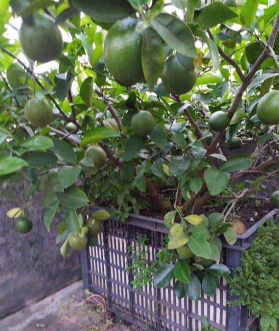 柠檬树繁殖方法