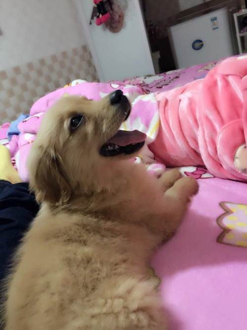 金毛宝宝不爱吃东西怎么办