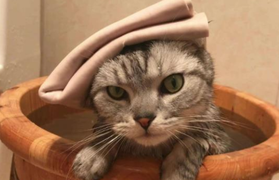 猫咪喜欢往家里带东西怎么办
