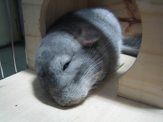 怎么训练龙猫