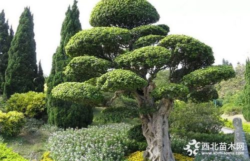 图解花木栽培与造型