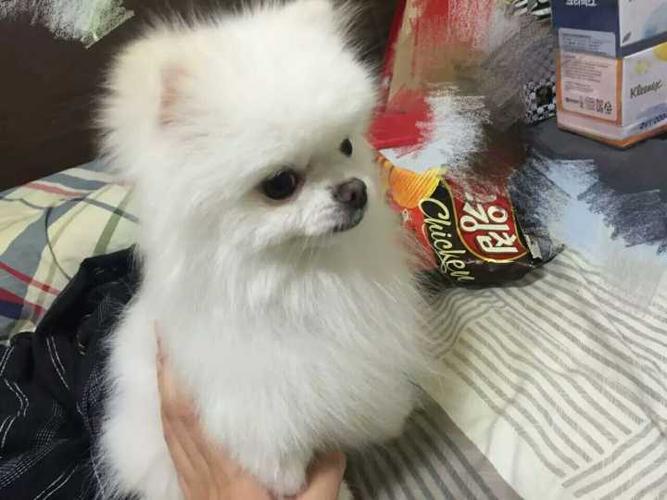 博美一天没吃东西了怎么办