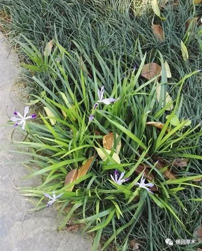 小花鸢尾 栽培