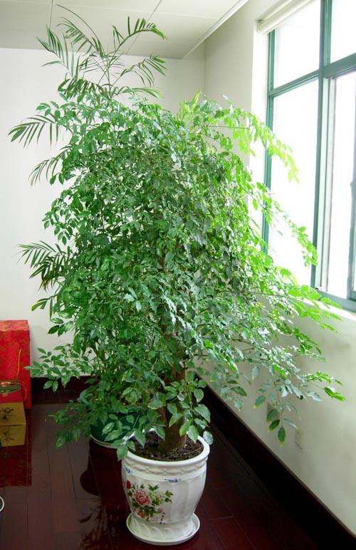 大型幸福树的养殖方法