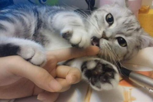 喜欢咬东西的猫