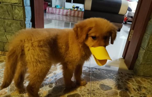 金毛幼犬乱咬东西
