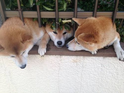 柴犬训练嗅觉找东西