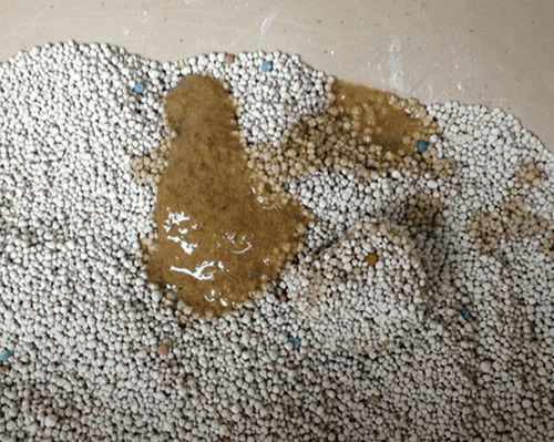 猫不吃东西但大便正常