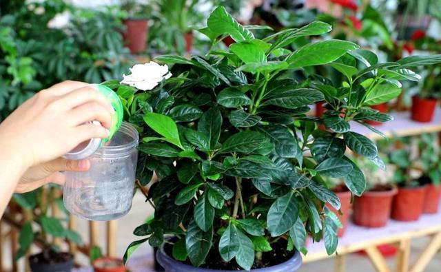 种花栽培