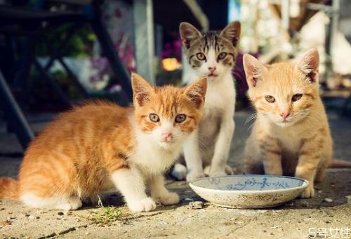 猫夏天为什么不吃东西是什么原因是什么原因