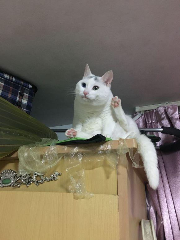 家里有猫东西丢了