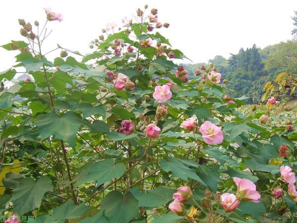 芙蓉花栽培