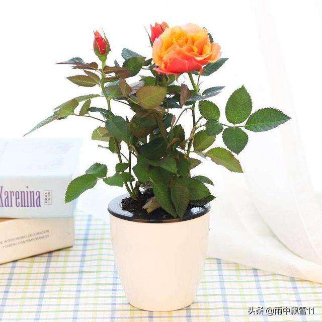 盆栽玫瑰的繁殖方法