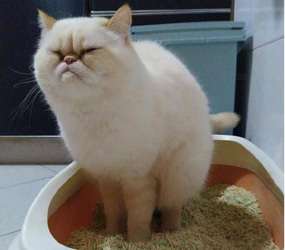 猫咪不吃东西怎么办拉粑粑干燥