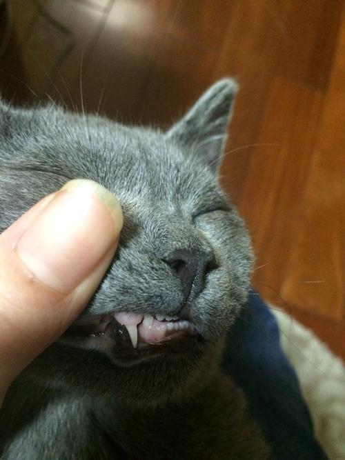 猫口臭牙龈长东西