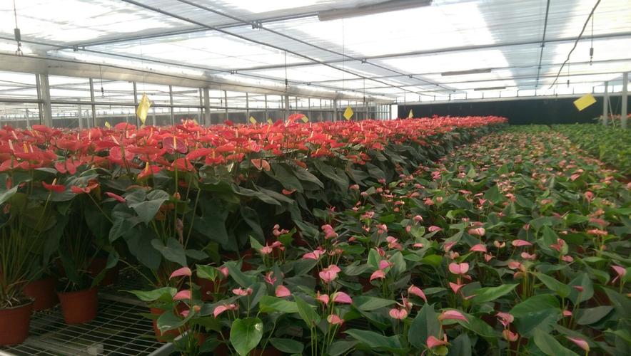 花草苗木栽培基地