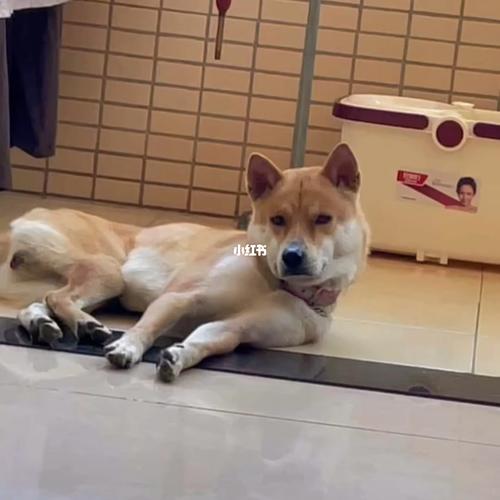 训练狗理骚