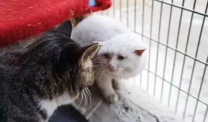 新猫来了老猫不吃东西
