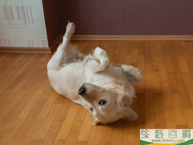 犬翻滚训练