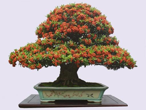 栽培花草盆景