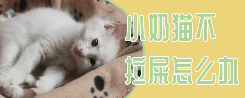 训练奶猫排便