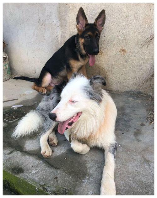 牧羊犬两天不吃东西的原因