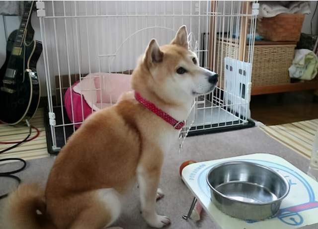 柴犬怀孕有些什么东西不能吃