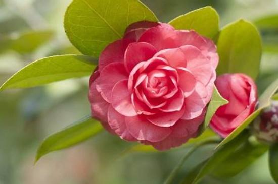 山茶花方法