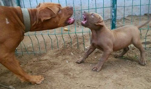 比特幼犬不吃东西怎么办