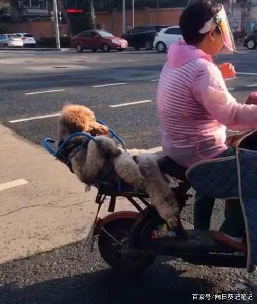 怎么训练狗狗坐电瓶车