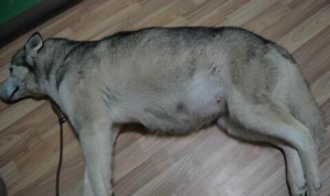 怀孕母犬不吃东西