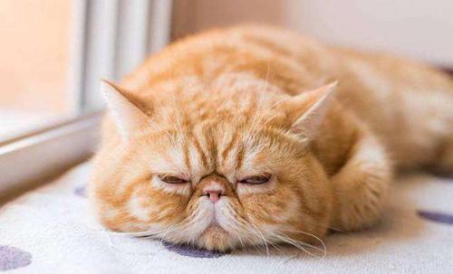 猫猫没精神不吃东西怎么办