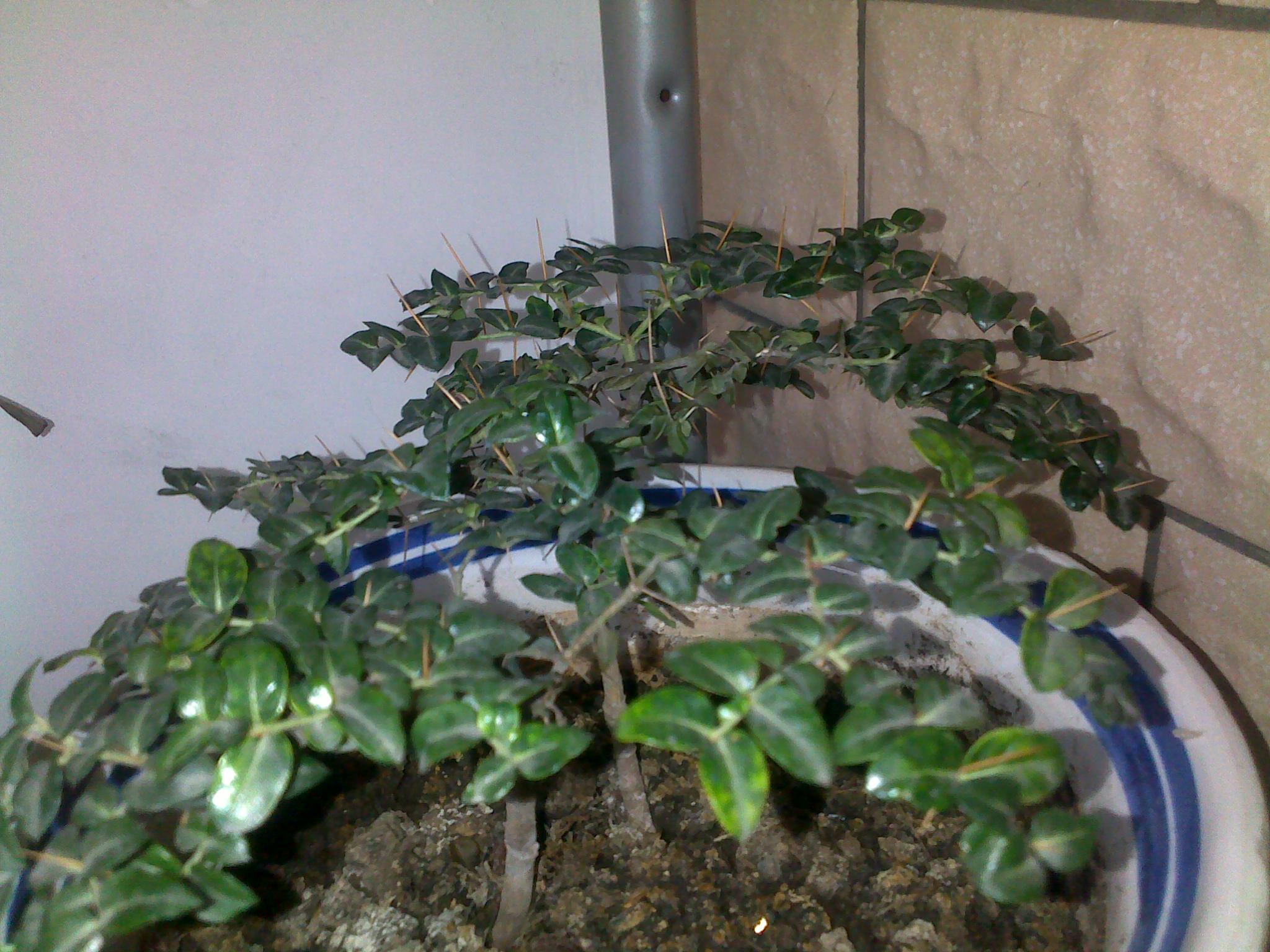 虎刺的养殖方法