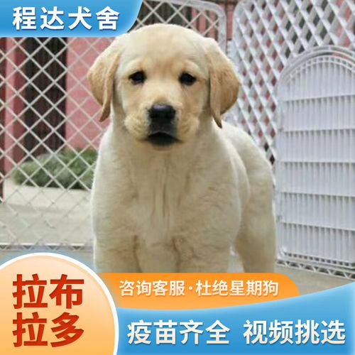 如何训练拉不拉多视频