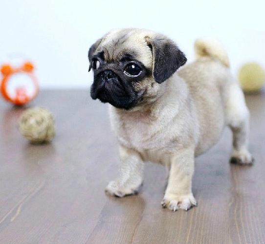 小八哥犬怎么训练才有效果