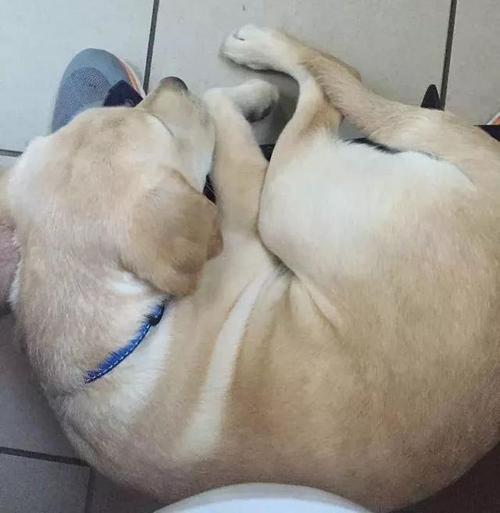 怎么训练拉布拉多马桶