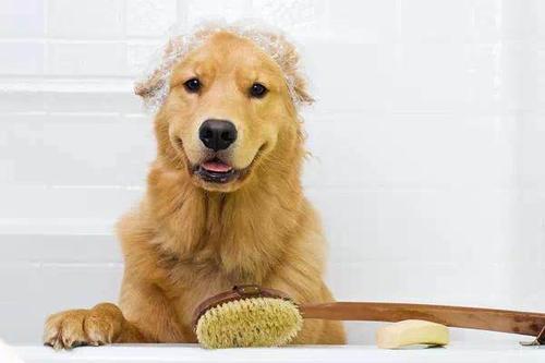 成年犬感冒不吃东西