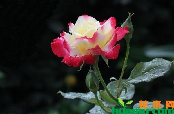 月季花栽培方法如下