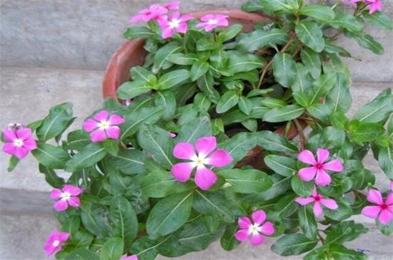 长春花花苗栽培