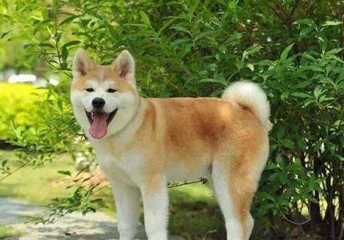这样训练小秋田犬大小便