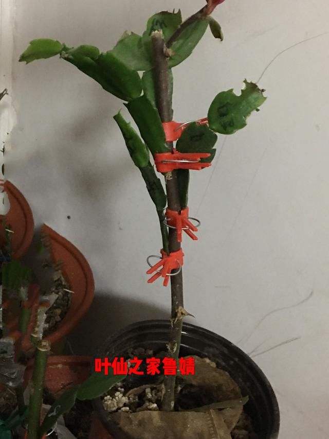 蟹爪莲嫁接的方法