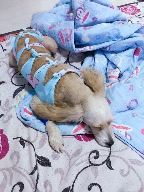 狗狗绝育后需要准备什么东西