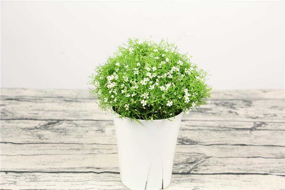 大花满天星的种植方法
