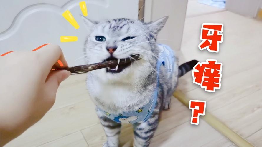 猫咪吃东西牙齿磨牙