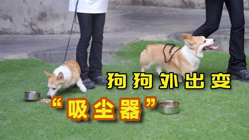 怎样训练狗捡东西视频