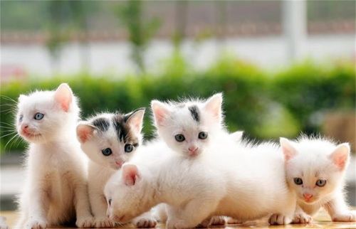 小猫生产注意什么东西