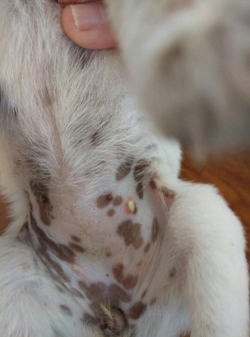 狗肚子里有虫不吃东西怎么办